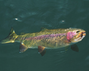 pesca spinning
